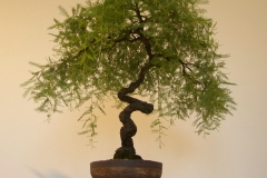 40 Acacia cardiophylla