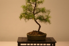 41Grevillea rosemarinifolia Scarlet Sprite