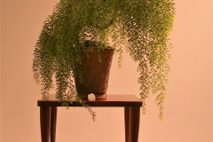 42 Acacia howittii