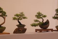 44 Leptospermum and Syzygium display