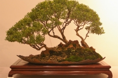 45 Leptospermum laevigatum