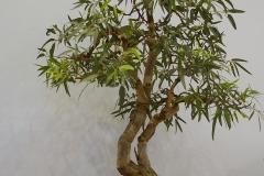 47 Euc camaldulensis