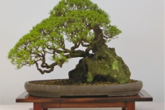 49 Kunzea ericoides