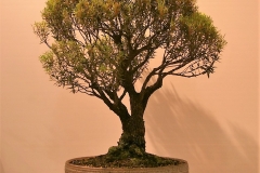 50 Leucopogon parviflorus