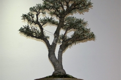 51 Banksia marginata Mini Marge