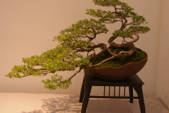 52 Leptospermum laevigatum