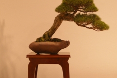 53 Melaleuca armillaris