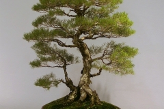 54 Melaleuca raphiophylla