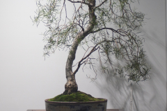 12 Eucalyptus pulchella, Tasmanian white peppermint