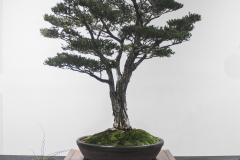 14 Melaleuca- ericifolia, Swamp paperbark