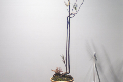 17 Allocasuarina littoralis, Black sheoak