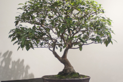 20 Lophostemon confertus, Brush box