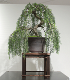 24 Acacia howittii, Sticky wattle "Green Wave"