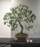 25 Eucalyptus polyanthemos, Red box