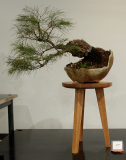 27 Casuarina torulosa, Rose sheoak