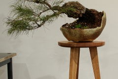 27 Casuarina torulosa, Rose sheoak