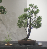 28 Callitris glaucophylla, White cypress pine