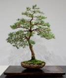 32 Kunzea ambigua, White kunzea