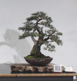 33 Kunzea peduncularis, Burgan