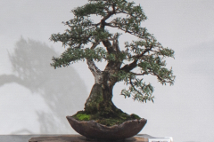 33 Kunzea peduncularis, Burgan