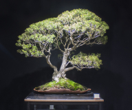 35 Melaleuca styphelioides, Prickly paperbark