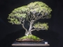 2019 AABC 32nd National Bonsai Convention Gallery