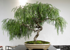 36 Acacia howittii, Sticky wattle