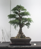 37 Araucaria cunninghamii, Hoop pine "Old Prickly"