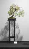 41 Leptospermum polygalifolium var montanum, Mountain tea tree