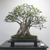 43 Ficus rubiginosa, Port Jackson fig