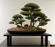 44 Leptospermum laevigatum, Coastal tea tree