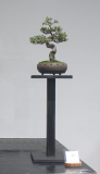 45 Leptospermum laevigatum, Coastal tea tree