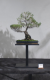 46 Melaleuca linariifolia, Paperbark "Claret Tops"