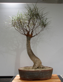 47 Brachychiton rupestris, Queensland bottle tree