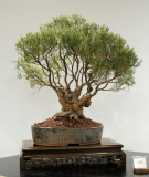 49 Leptospermum continentale, Prickly tea tree