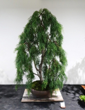 52 Lagarostrobus franklinii, Huon pine