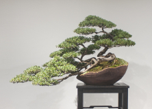 53 Leptospermum laevigatum, Coastal tea tree