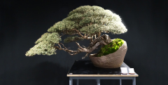 54 Leptospermum lanigerum, Woolly tea tree