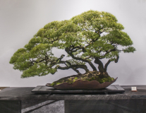 56 Melaleuca bracteata, River, or Black, tea tree