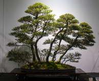 57 Melaleuca lanceolata, Moonah