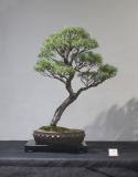 58 Leptospermum nitidum, Tea tree "Copper Sheen"