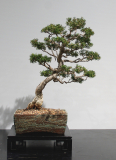59 Melaleuca styphelioides, Prickly paperbark