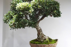 61a Banksia marginata, Silver banksia