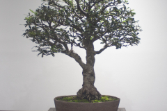 64 Banksia integrifolia, Coast banksia