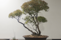 66 Melaleuca linariifolia, Paperbark "Claret Tops"