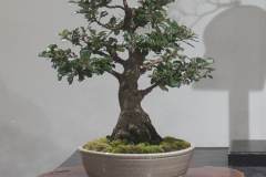 68 Banksia canei, Mountain banksia