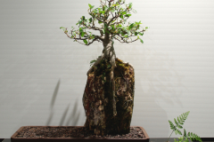 69 Ficus rubiginosa, Port Jackson fig