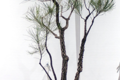 71 Allocasuarina torulosa, Rose sheoak