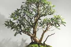 1 Tristaniopsis laurina, Water gum