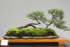 10 Leptospermum laevigatum, Coastal tea tree